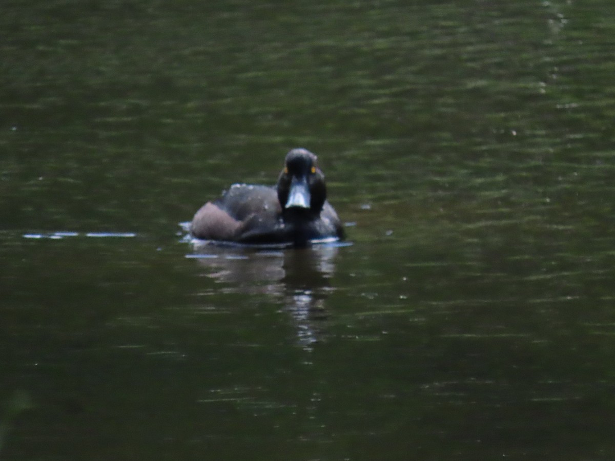 New Zealand Scaup - ML644907202