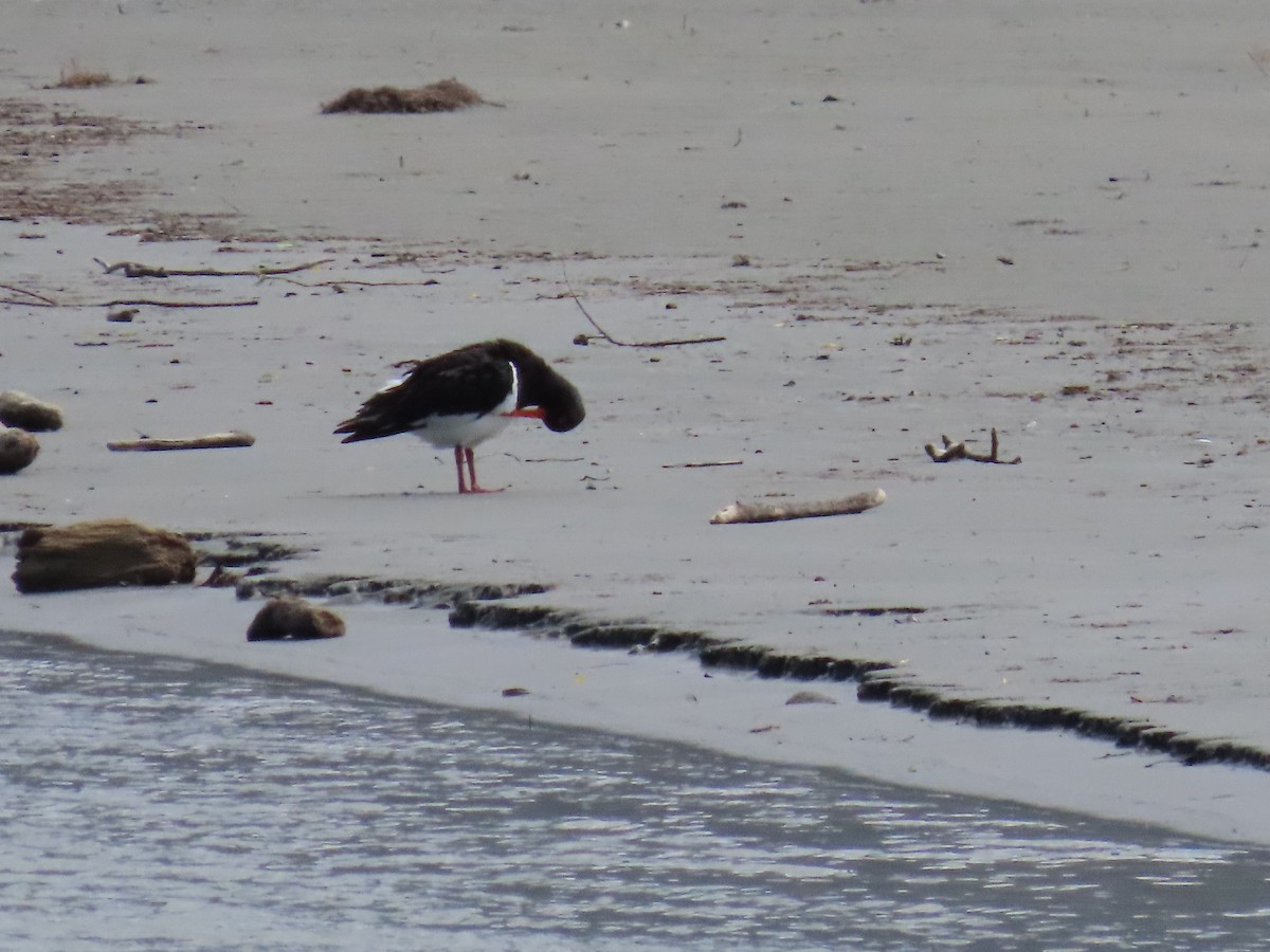 South Island Oystercatcher - ML644907207