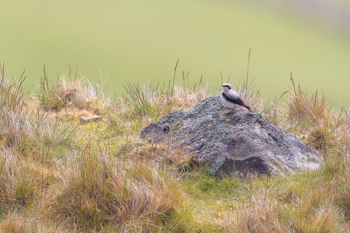 Northern Wheatear - ML644907208