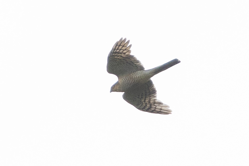 Eurasian Sparrowhawk - ML644907213