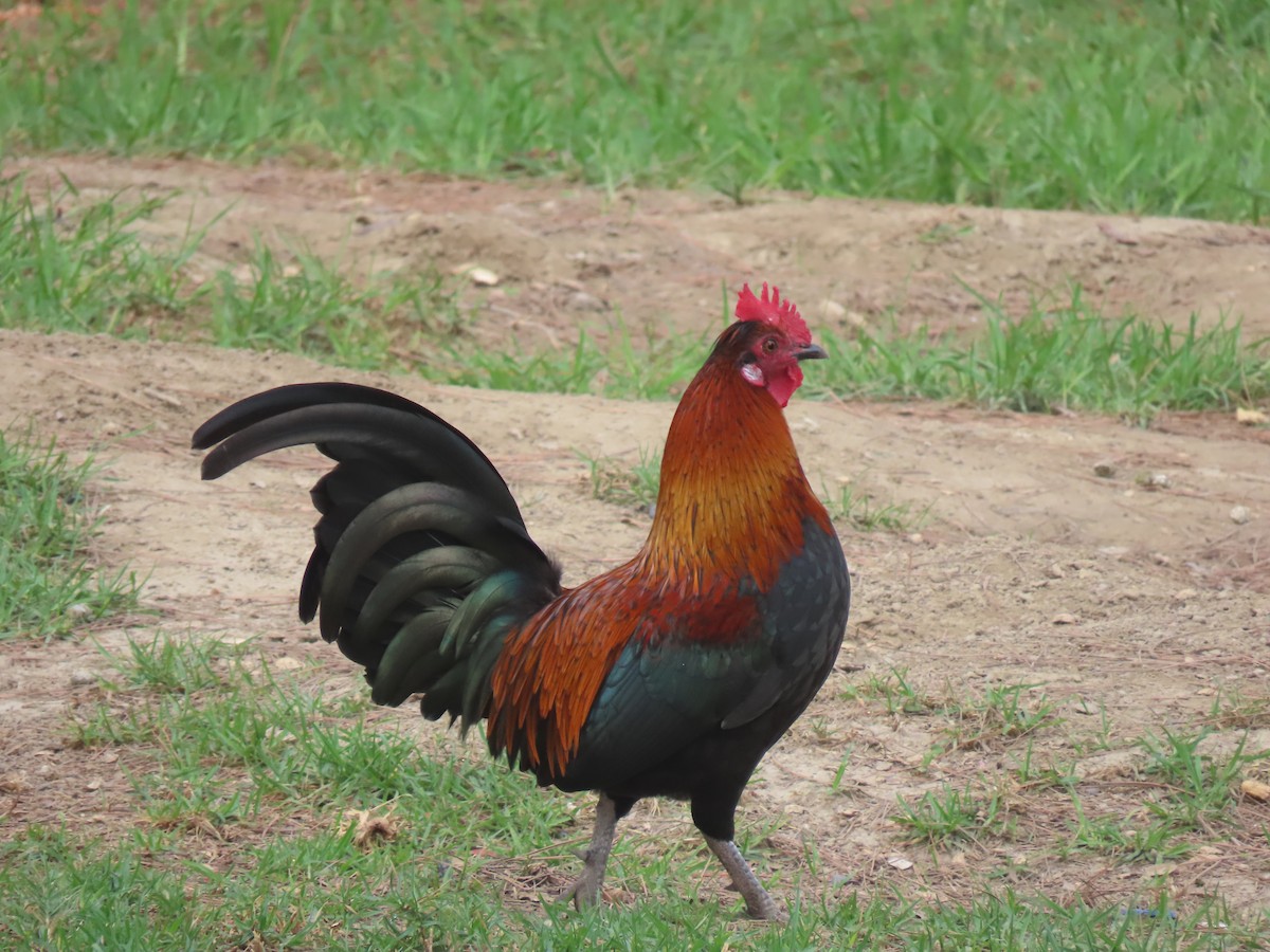 Animals - ML644907214