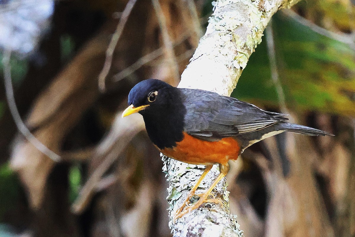 Черногрудый дрозд - ML644907229