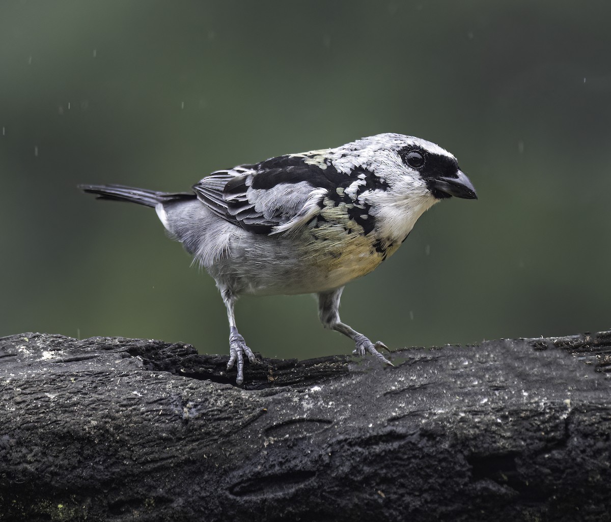 Gray-and-gold Tanager - ML644907242