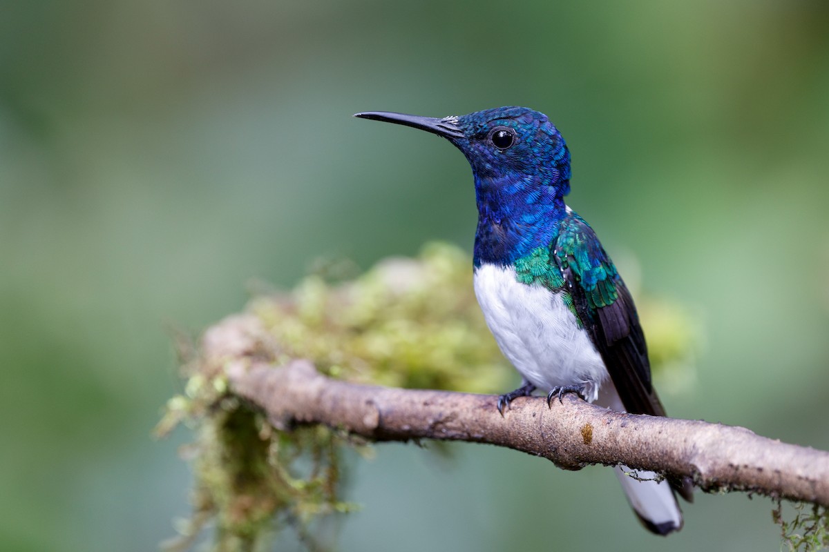 White-necked Jacobin - ML644907246