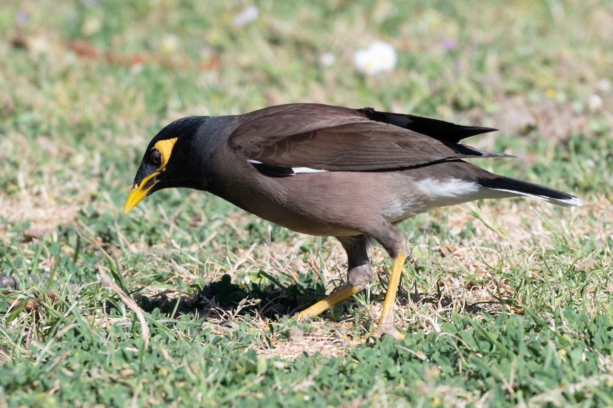 Common Myna - ML644907247