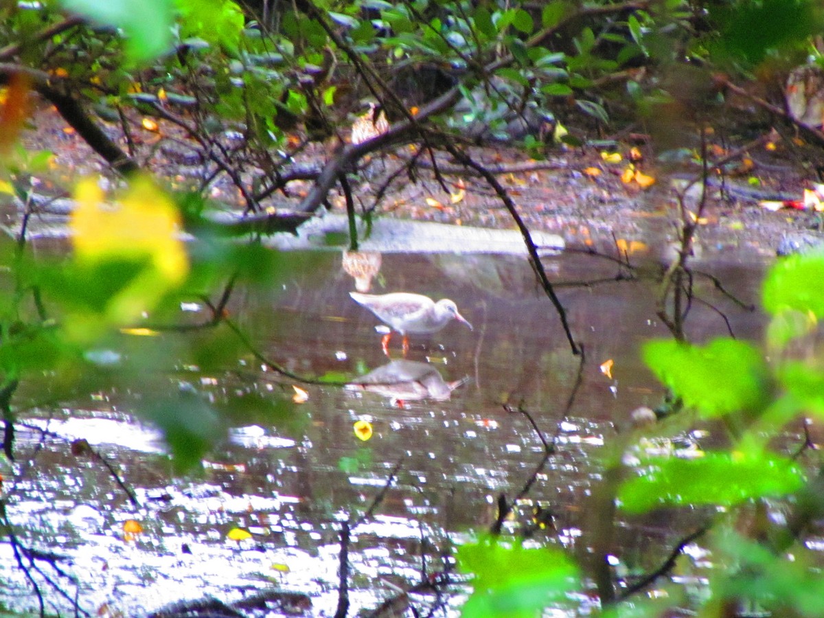 Common Redshank - ML644907249