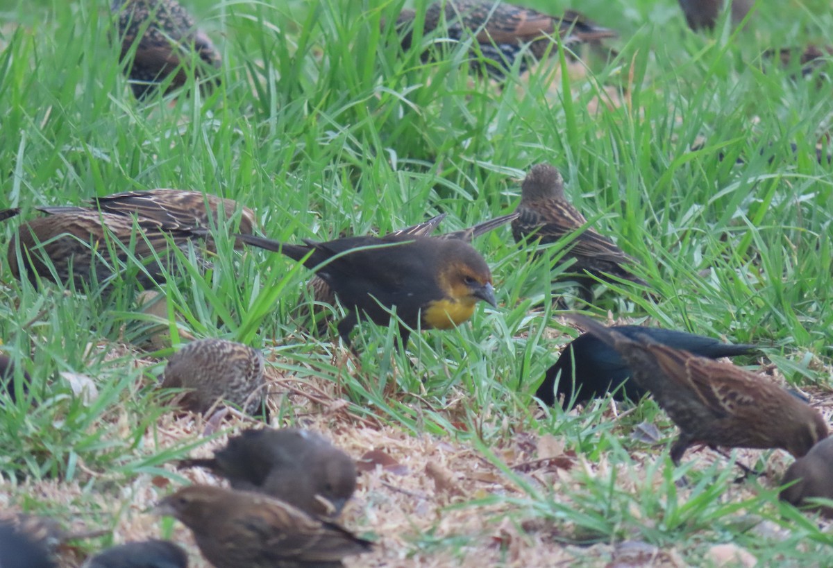 Yellow-headed Blackbird - ML644907251
