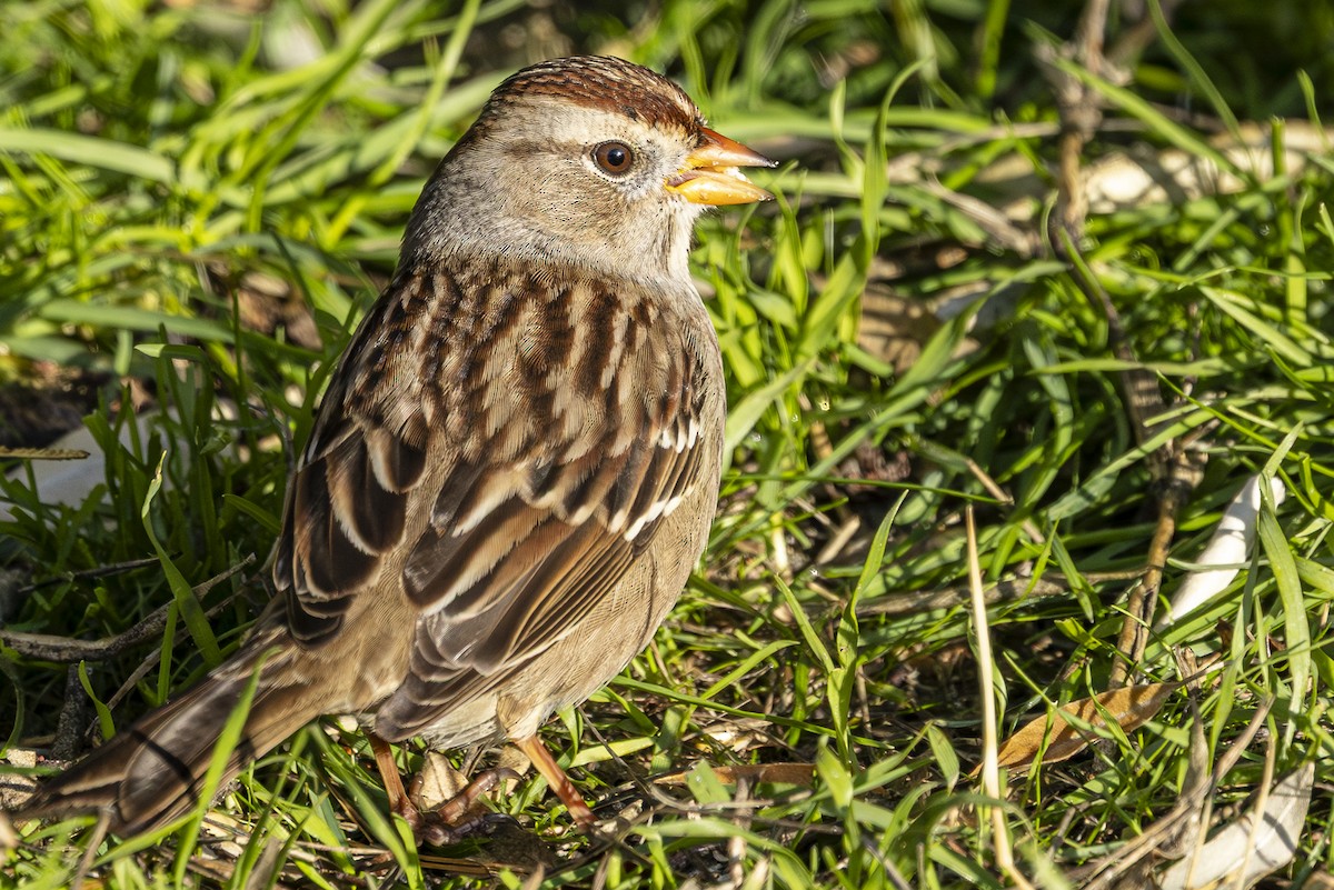 White-crowned Sparrow - ML644907252