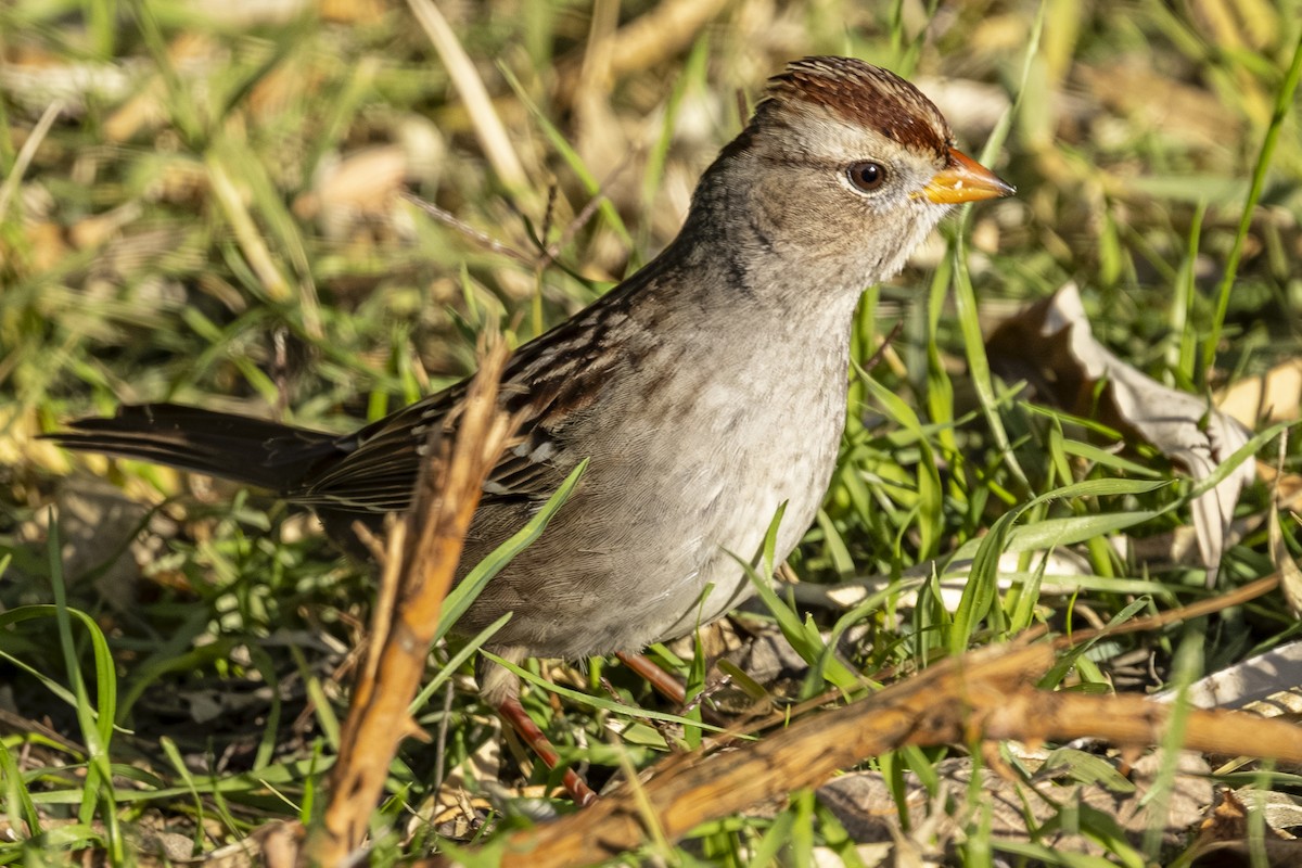 White-crowned Sparrow - ML644907254