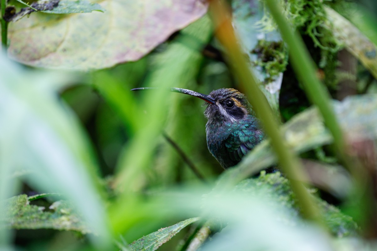 White-whiskered Hermit - ML644907257