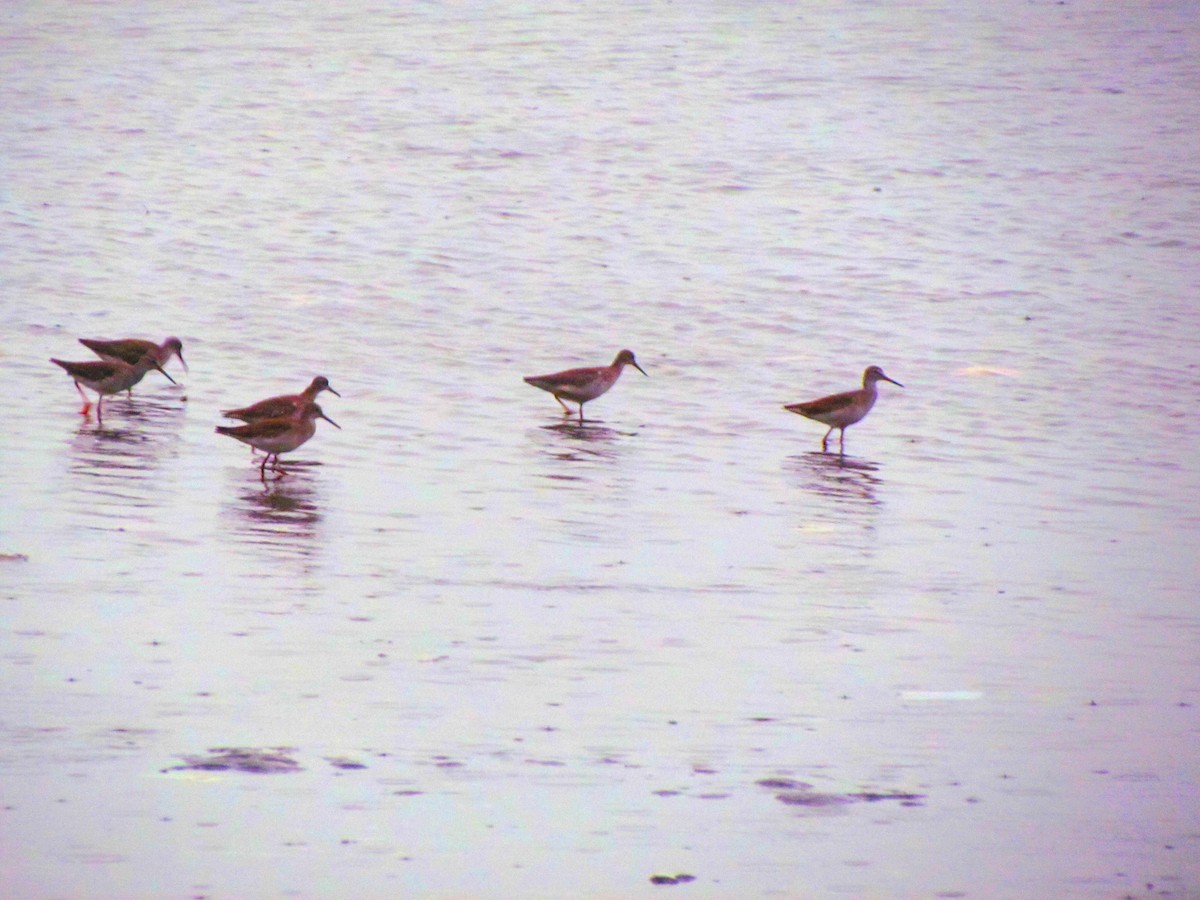 Common Redshank - ML644907258