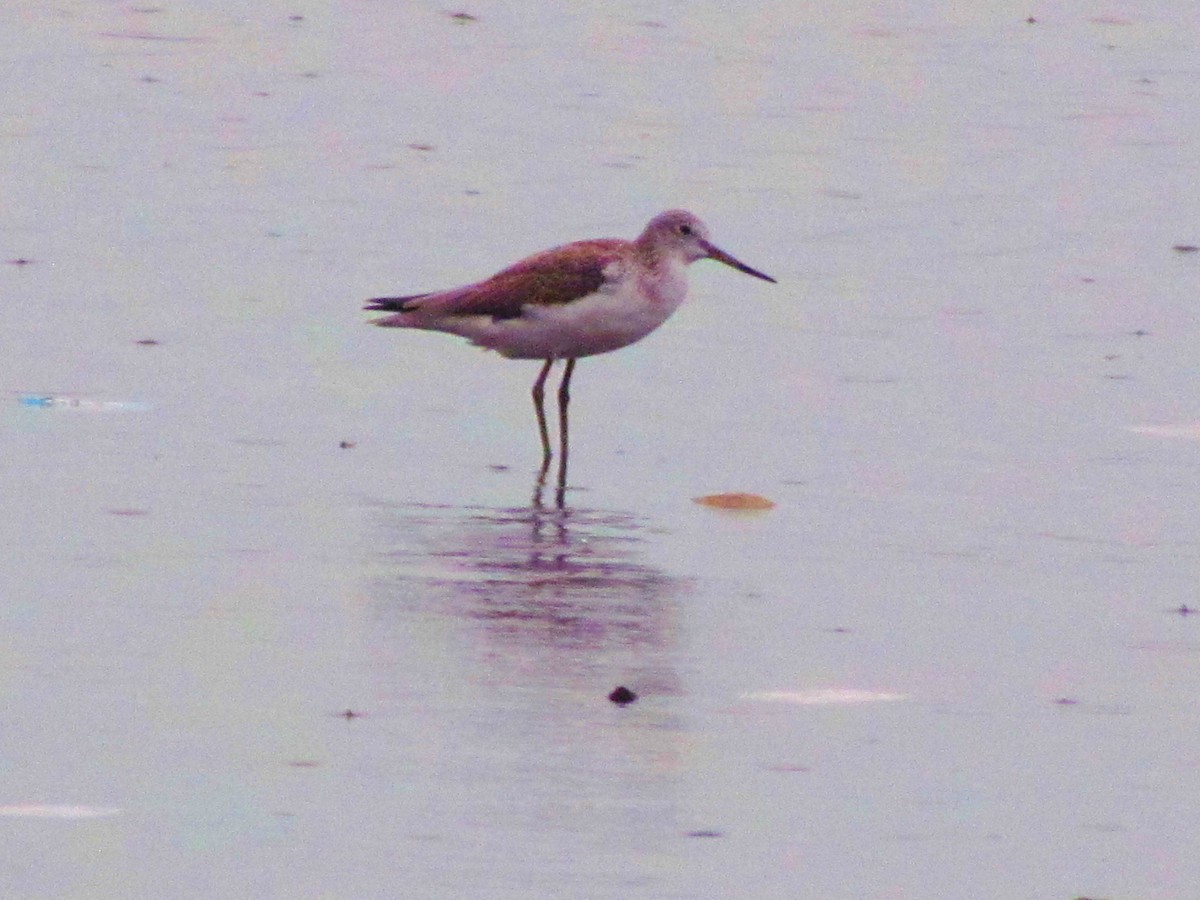 Common Greenshank - ML644907262