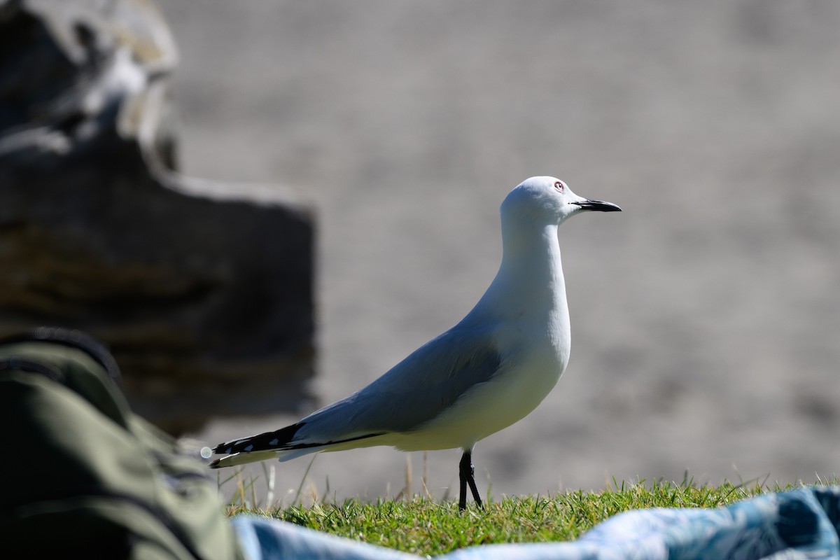 Black-billed Gull - ML644907271