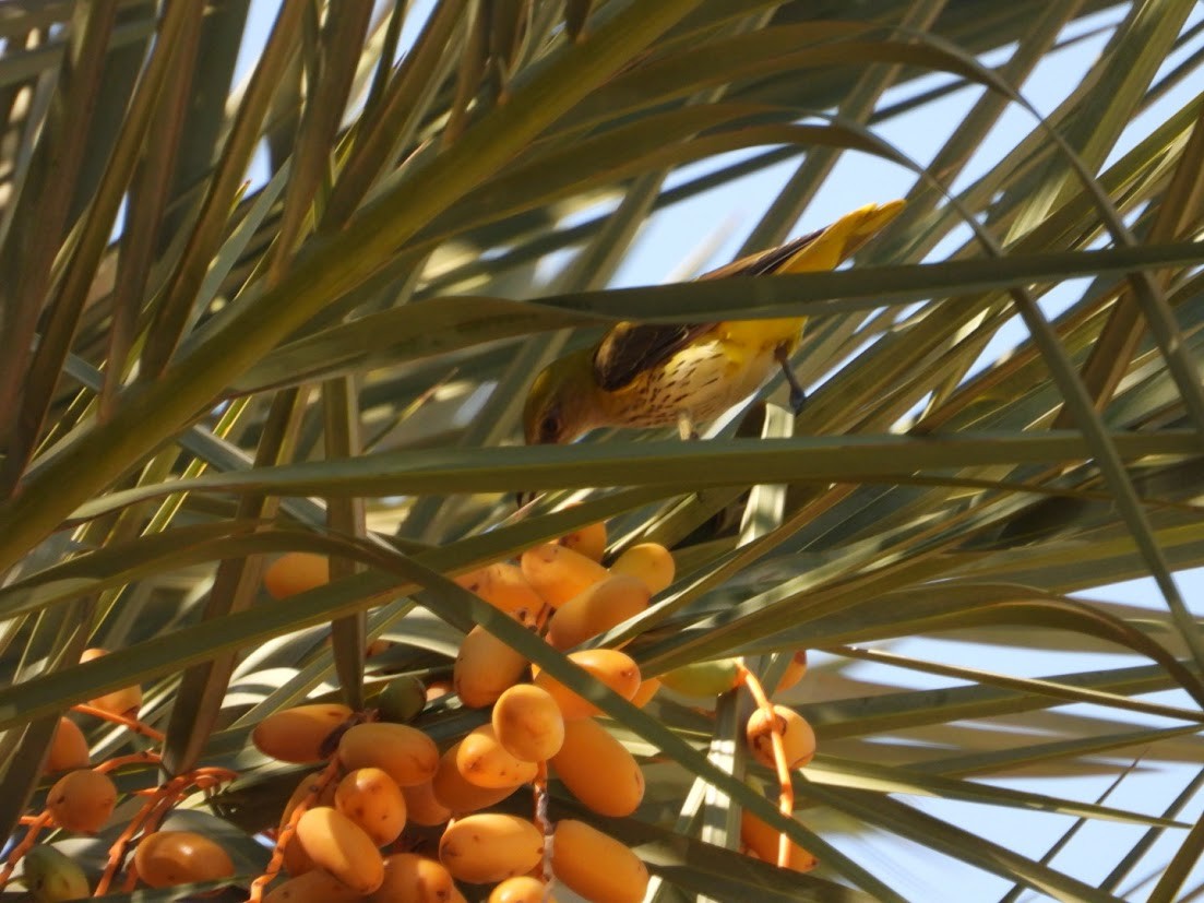 Oropéndola Europea - ML644907272