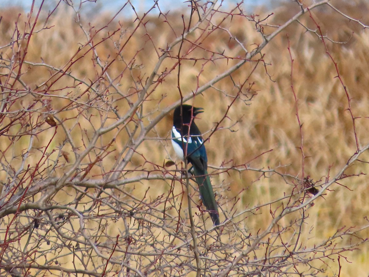 straka americká - ML644907280