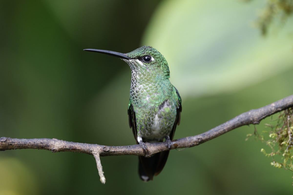 Green-crowned Brilliant - ML644907303