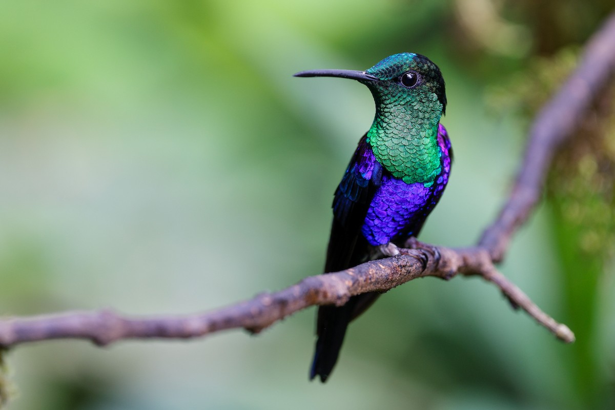 Crowned Woodnymph - ML644907307