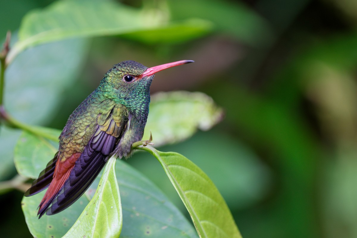 Rufous-tailed Hummingbird - ML644907312