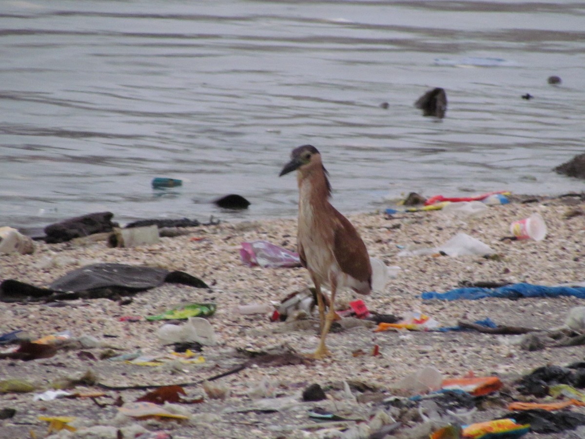 Nankeen Night Heron - ML644907324