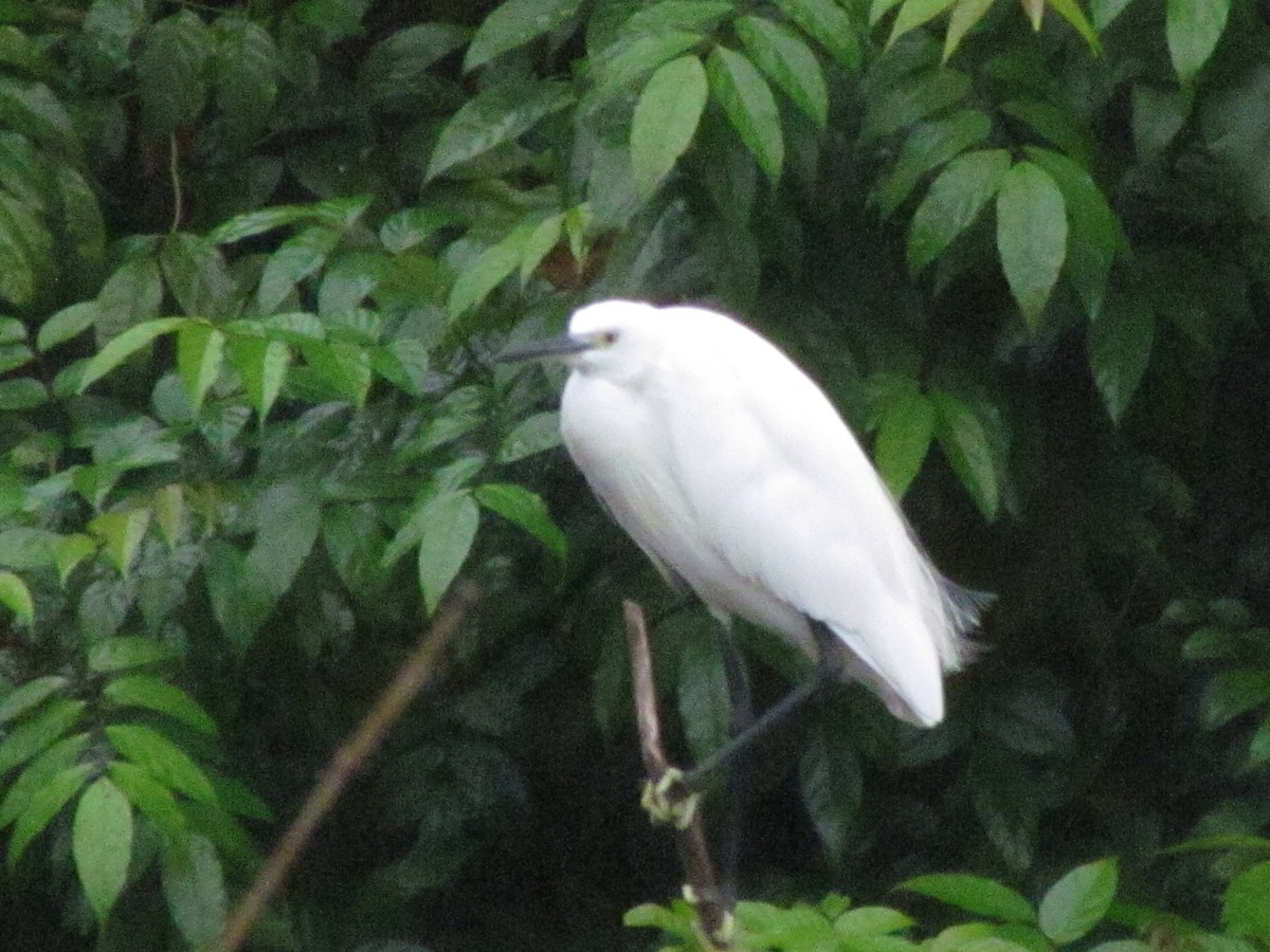 Little Egret - ML644907332