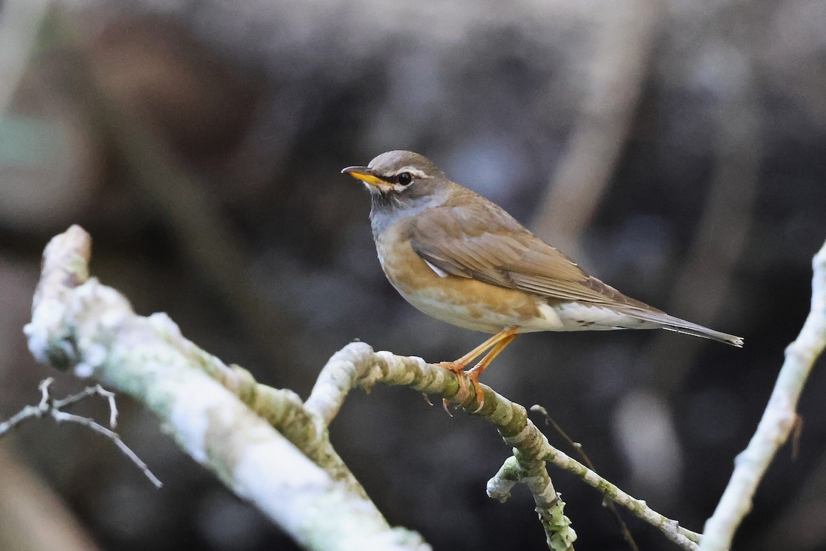 Eyebrowed Thrush - ML644907333