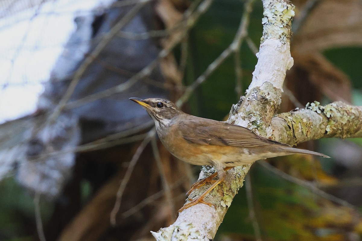 Eyebrowed Thrush - ML644907334