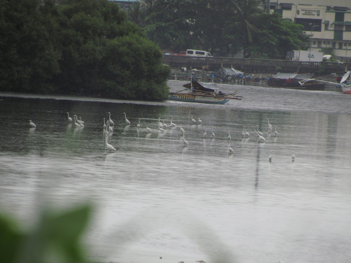 Great Egret - ML644907337