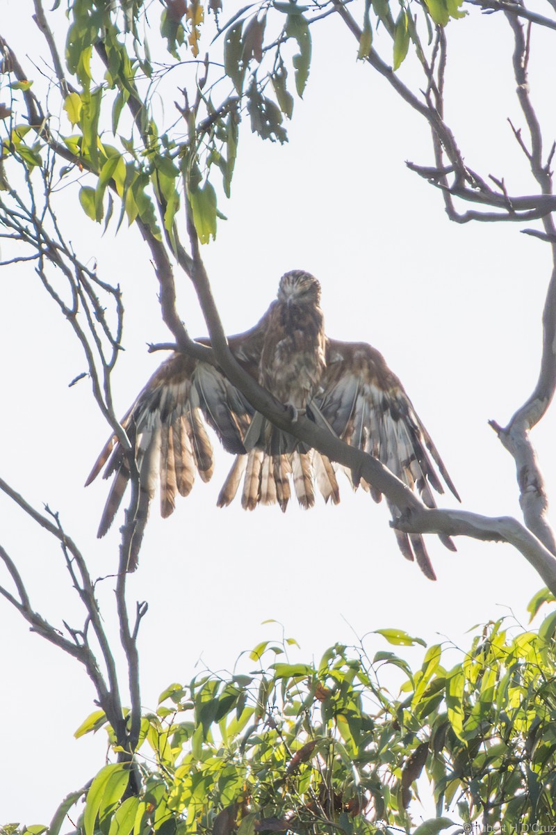 Square-tailed Kite - ML644907342