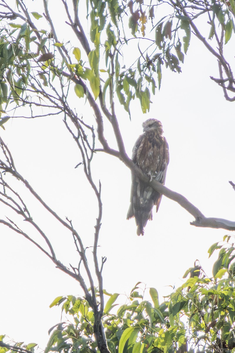 Square-tailed Kite - ML644907343