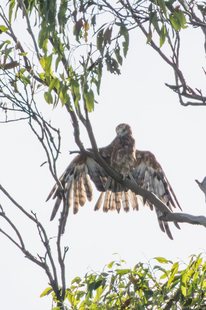 Square-tailed Kite - ML644907344