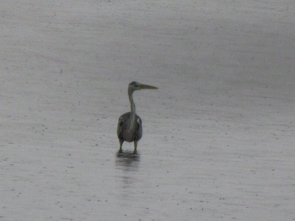 Gray Heron - ML644907346