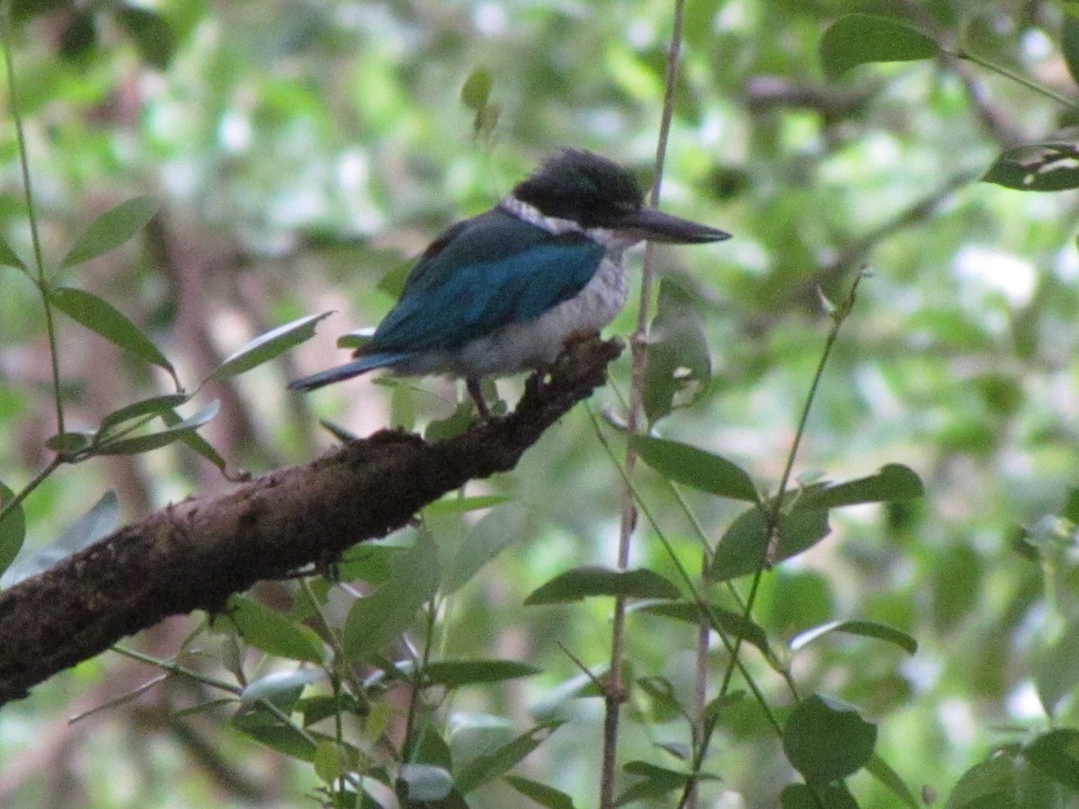 Collared Kingfisher - ML644907350