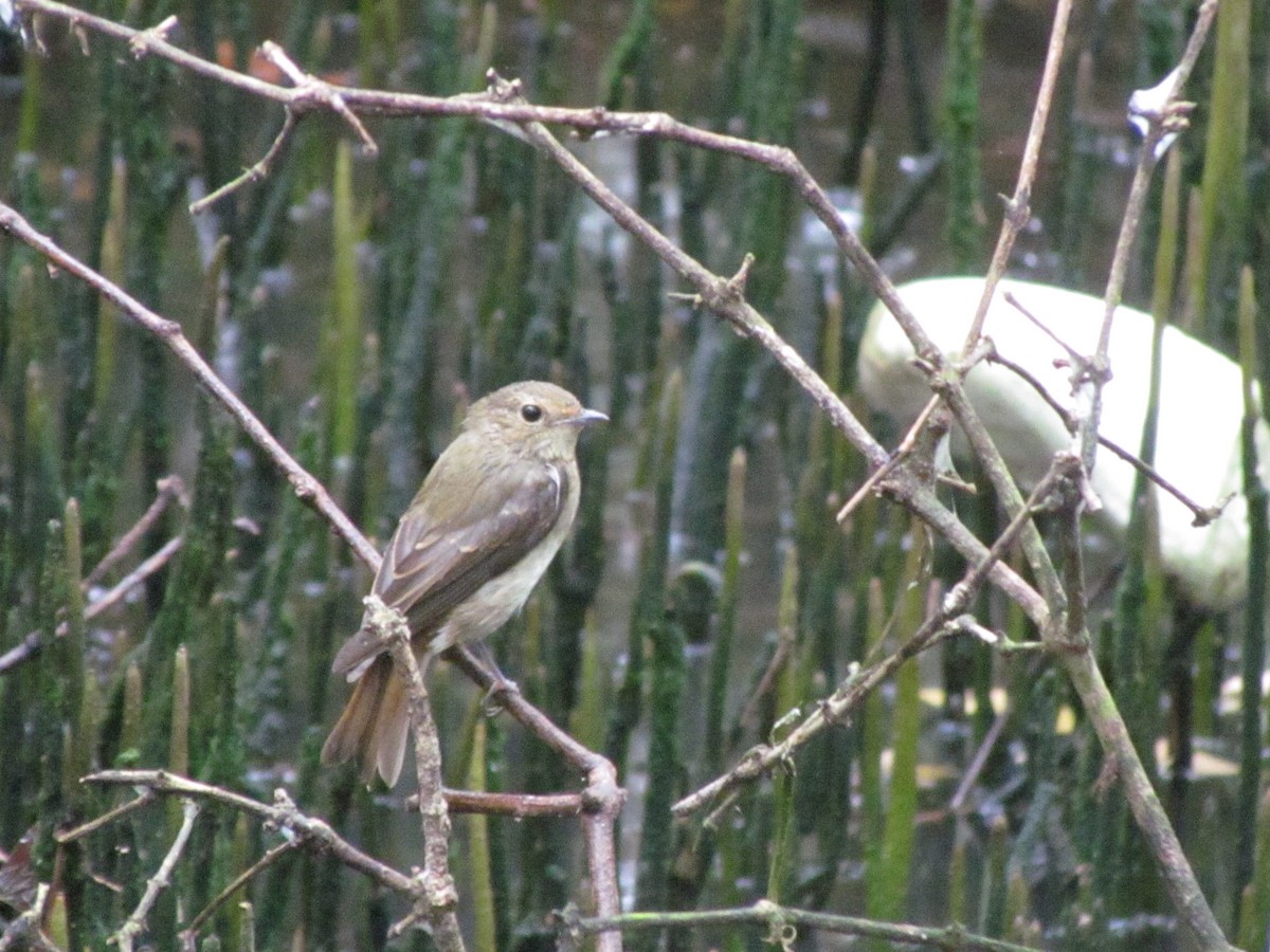 Narzissenschnäpper - ML644907357