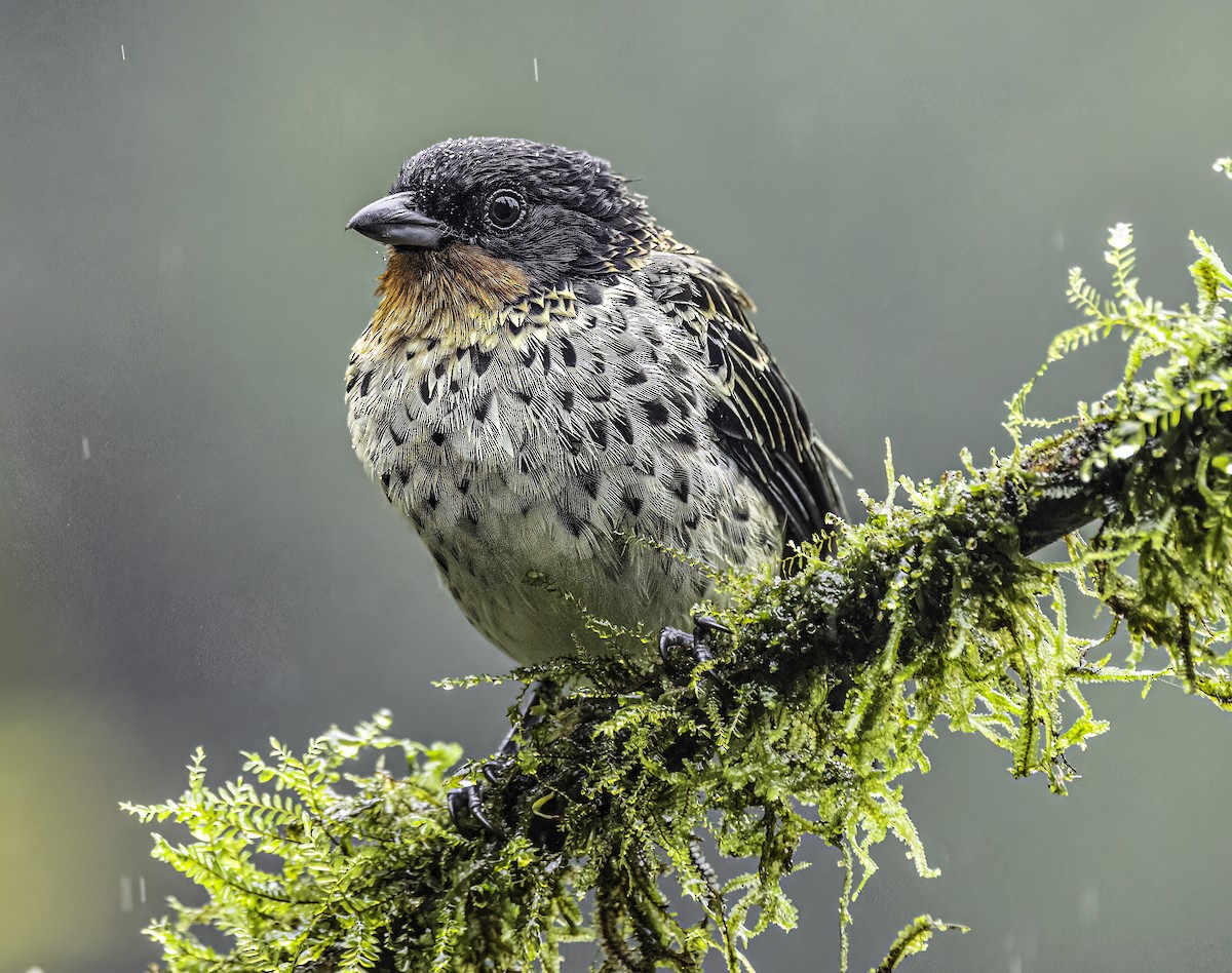 Rufous-throated Tanager - ML644907383