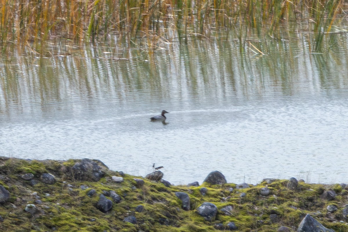 Canvasback - ML644907406