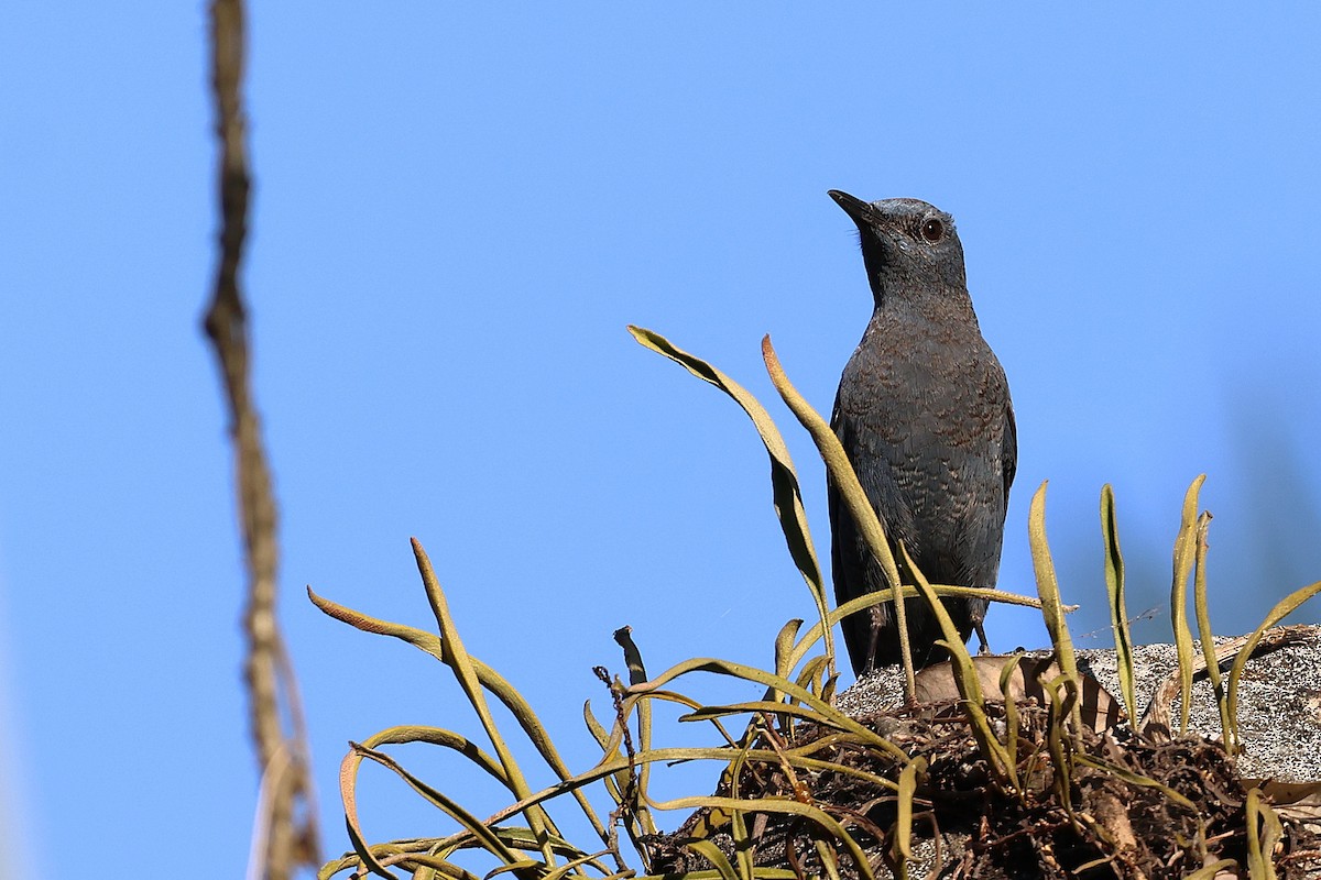 Blue Rock-Thrush - ML644907459