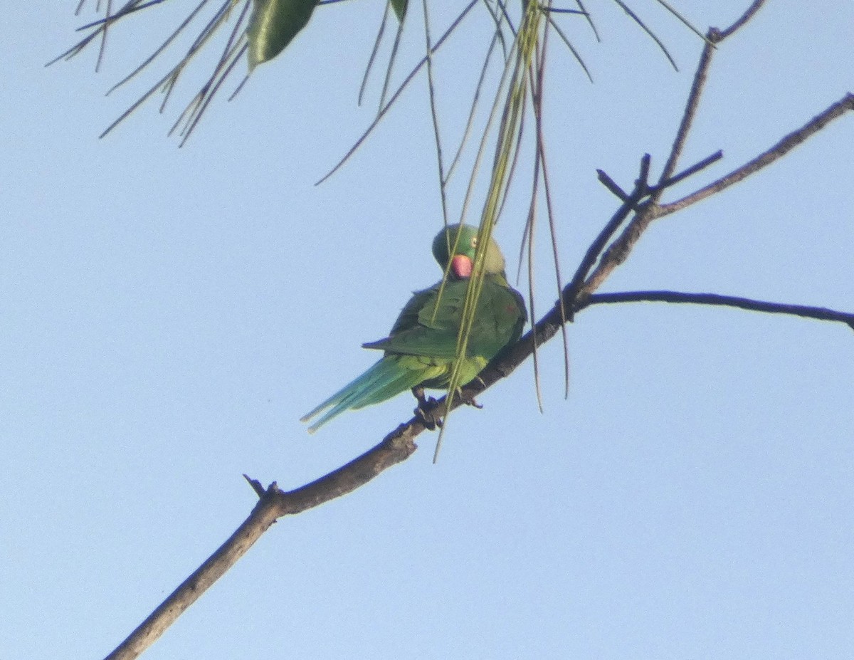 亞歷山大鸚鵡 - ML644907467