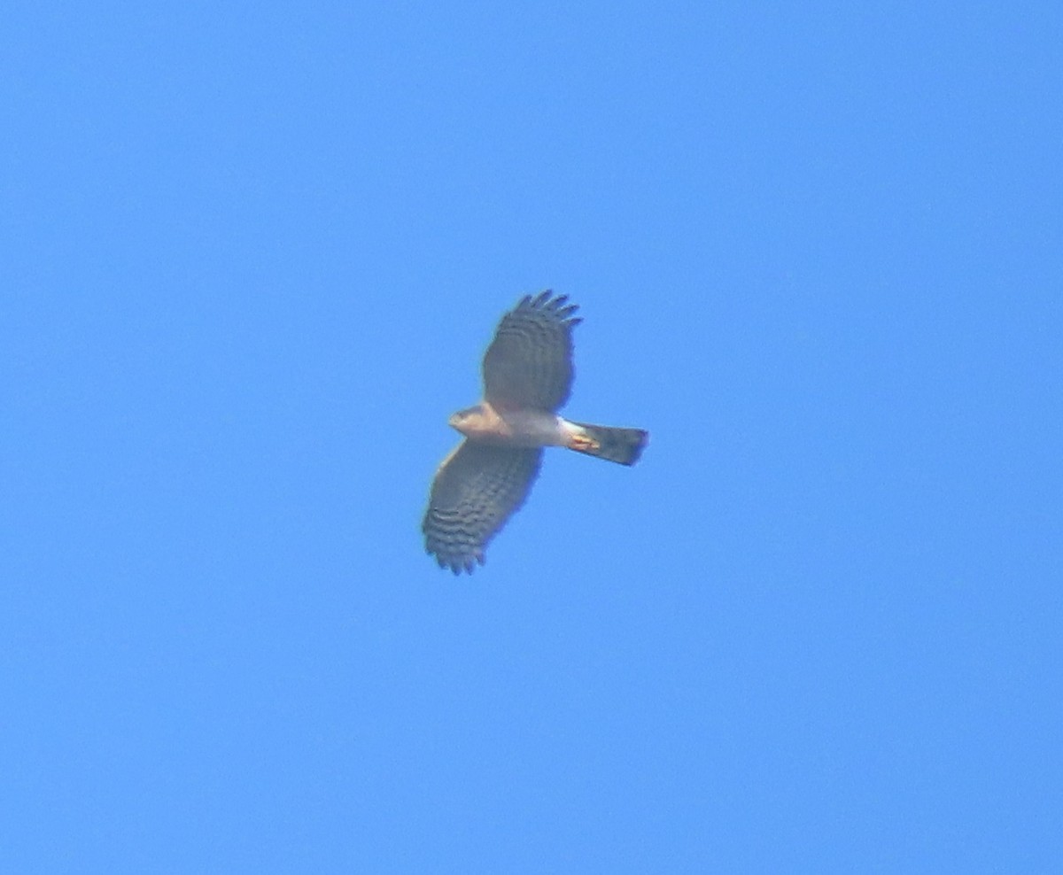 Sharp-shinned Hawk - ML644907475