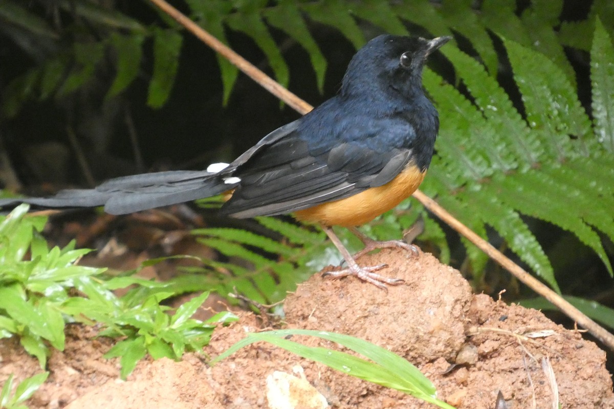 Shama de Ceylan - ML644907511