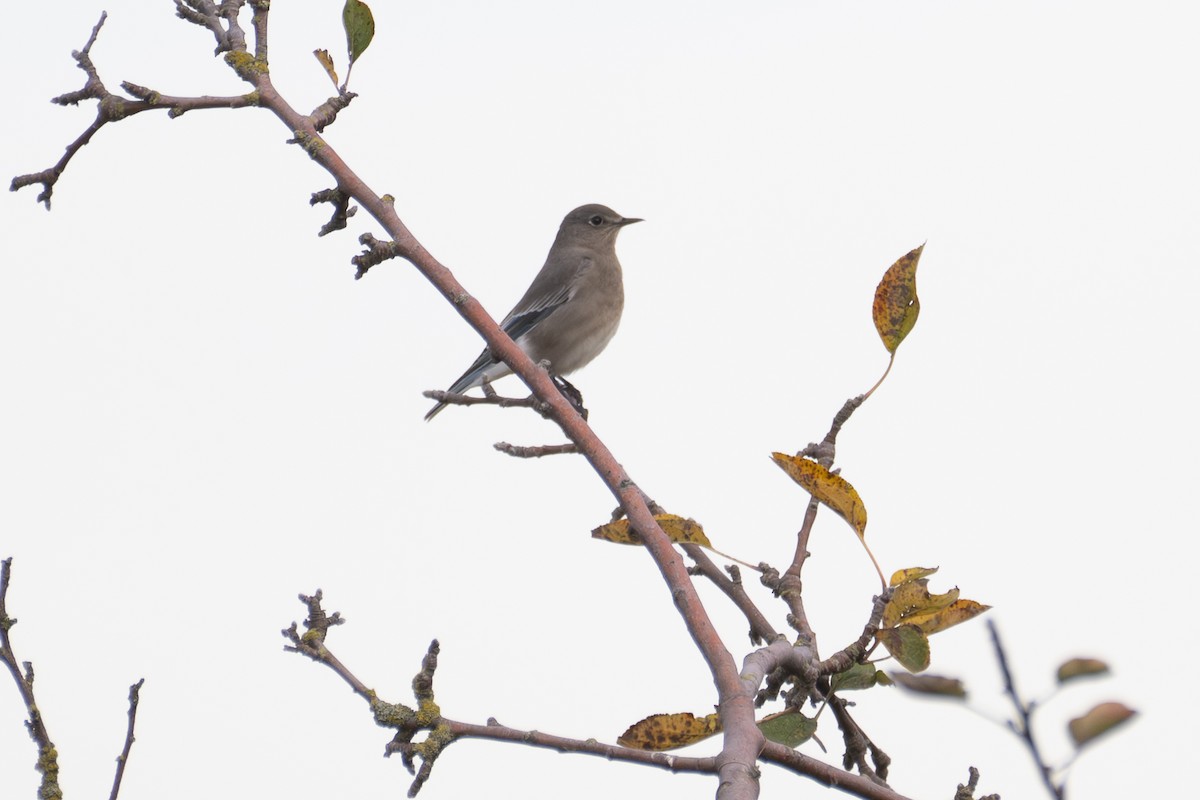 Azulejo Claro - ML644907516