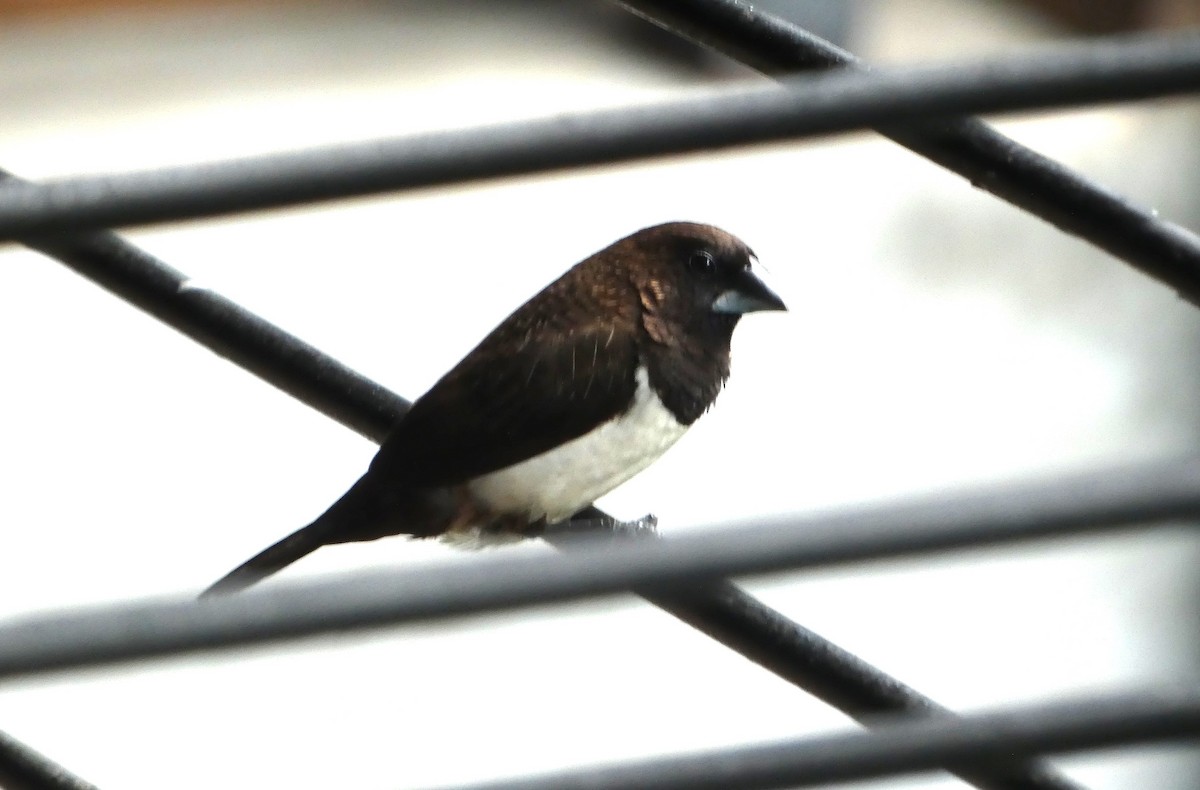 白腰文鳥 - ML644907519