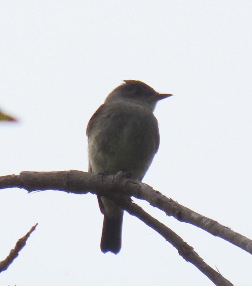 Western Wood-Pewee - ML644907548