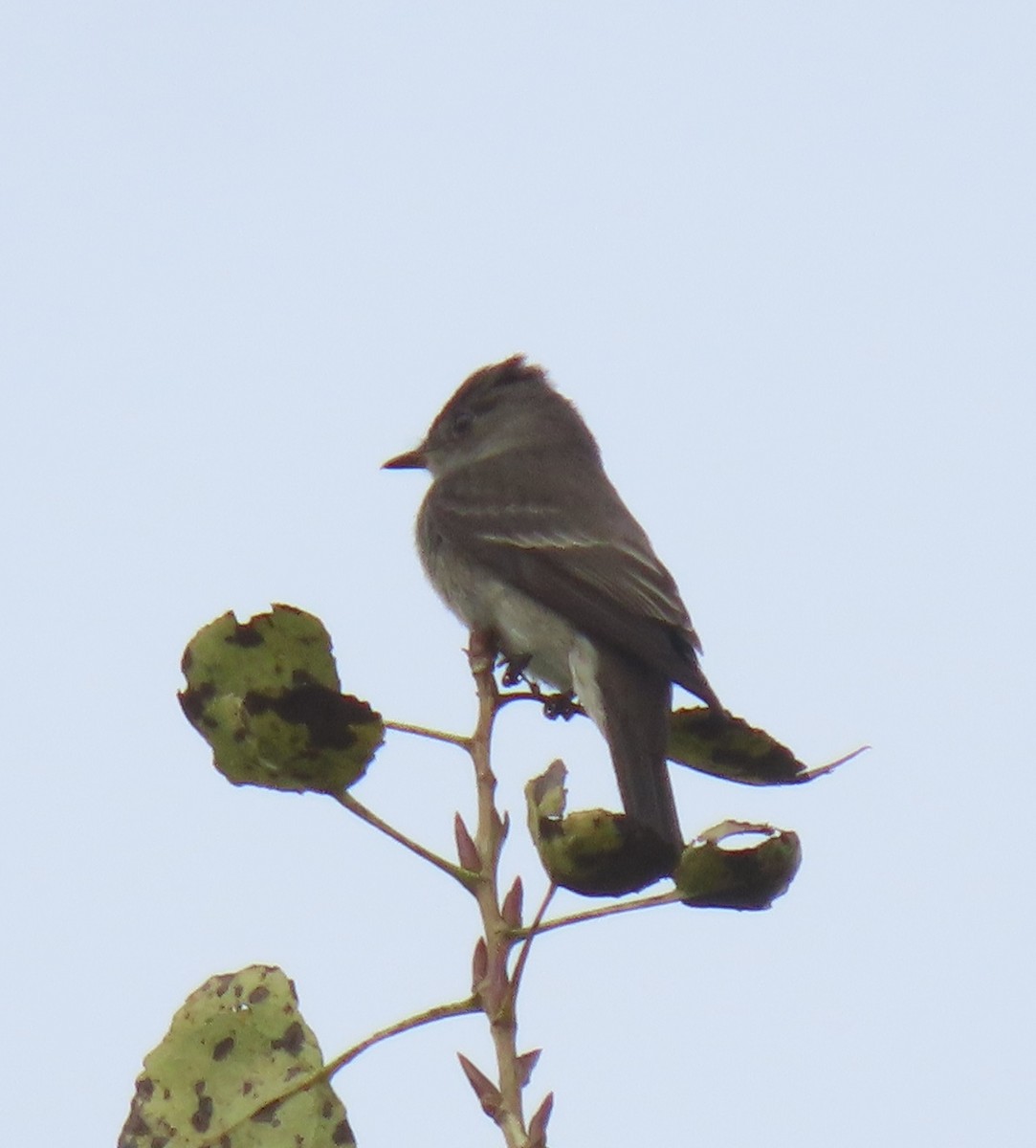 Western Wood-Pewee - ML644907549
