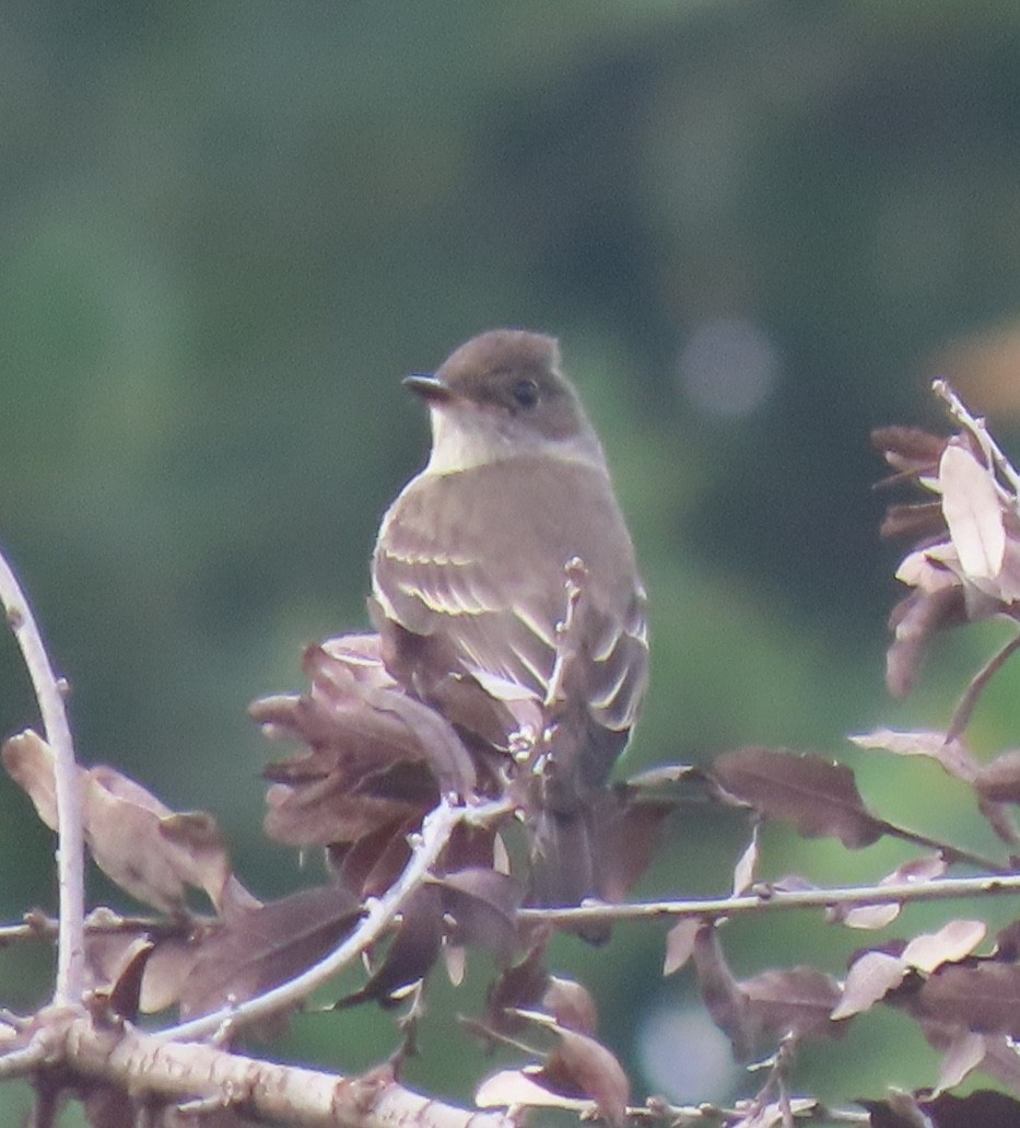 Western Wood-Pewee - ML644907550