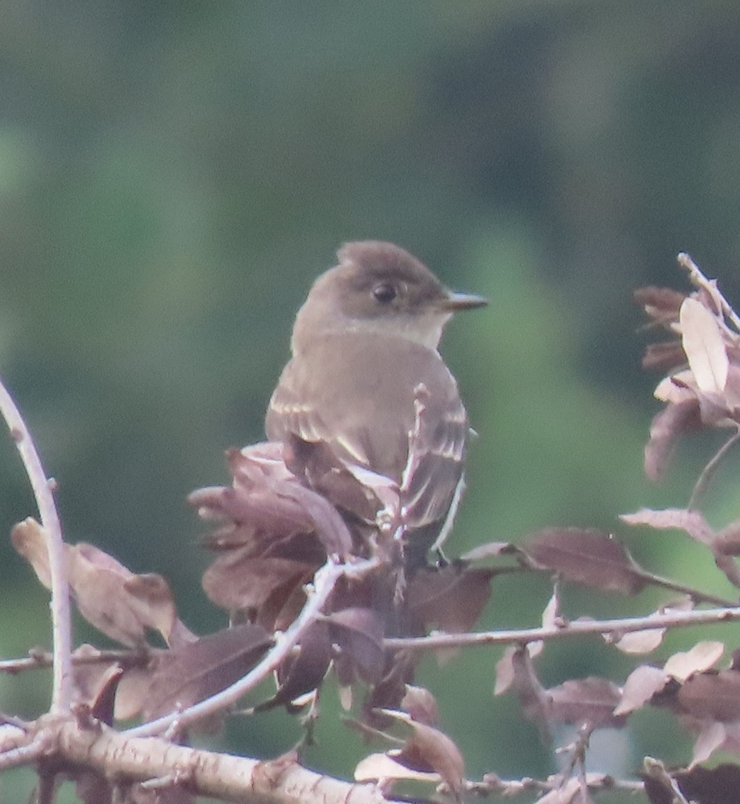 Western Wood-Pewee - ML644907551