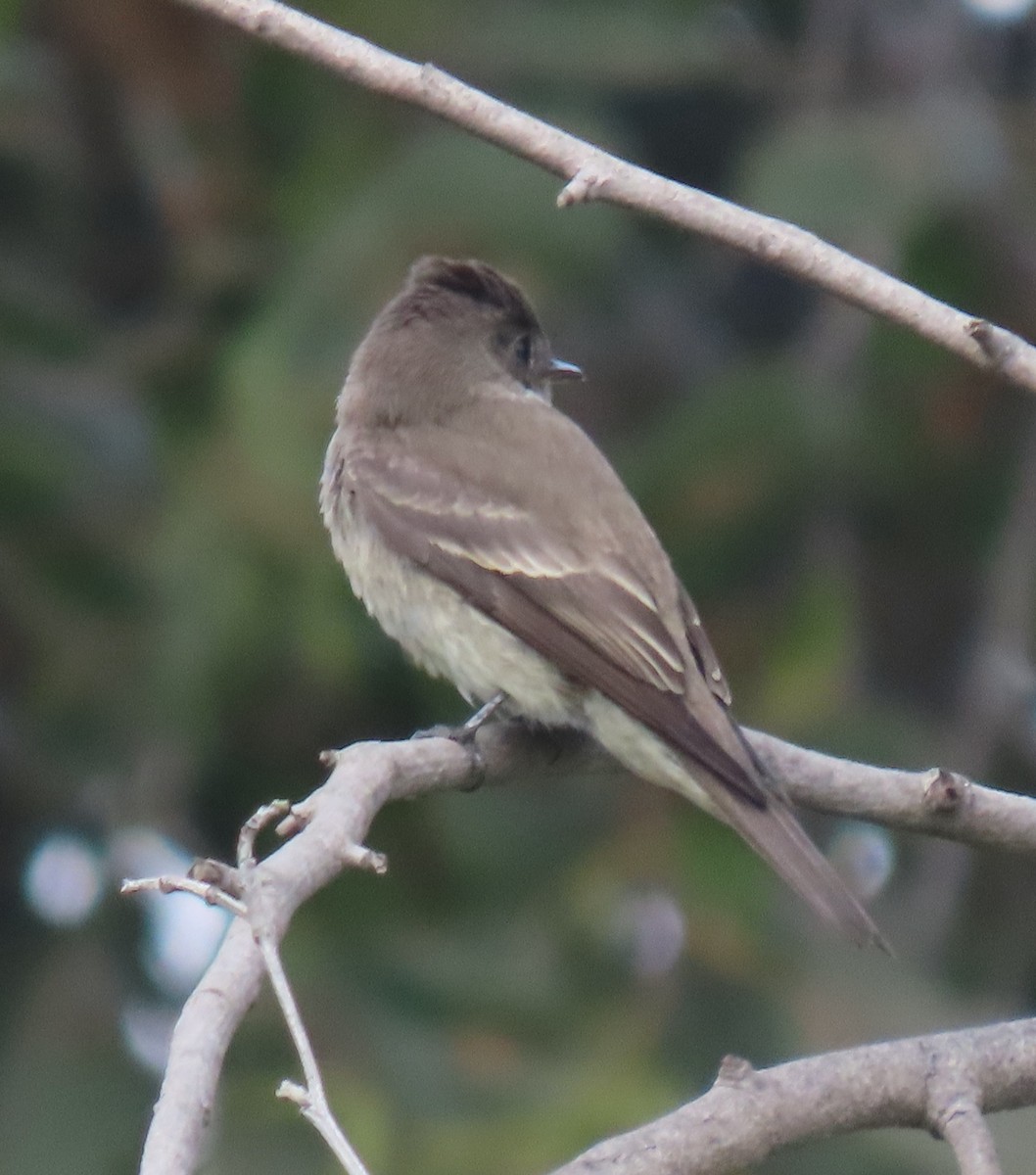 Western Wood-Pewee - ML644907552