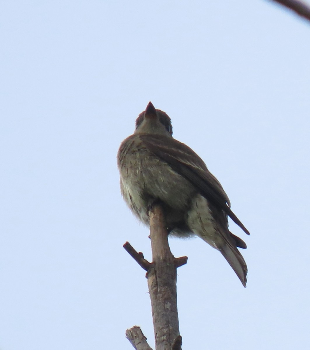 Western Wood-Pewee - ML644907553
