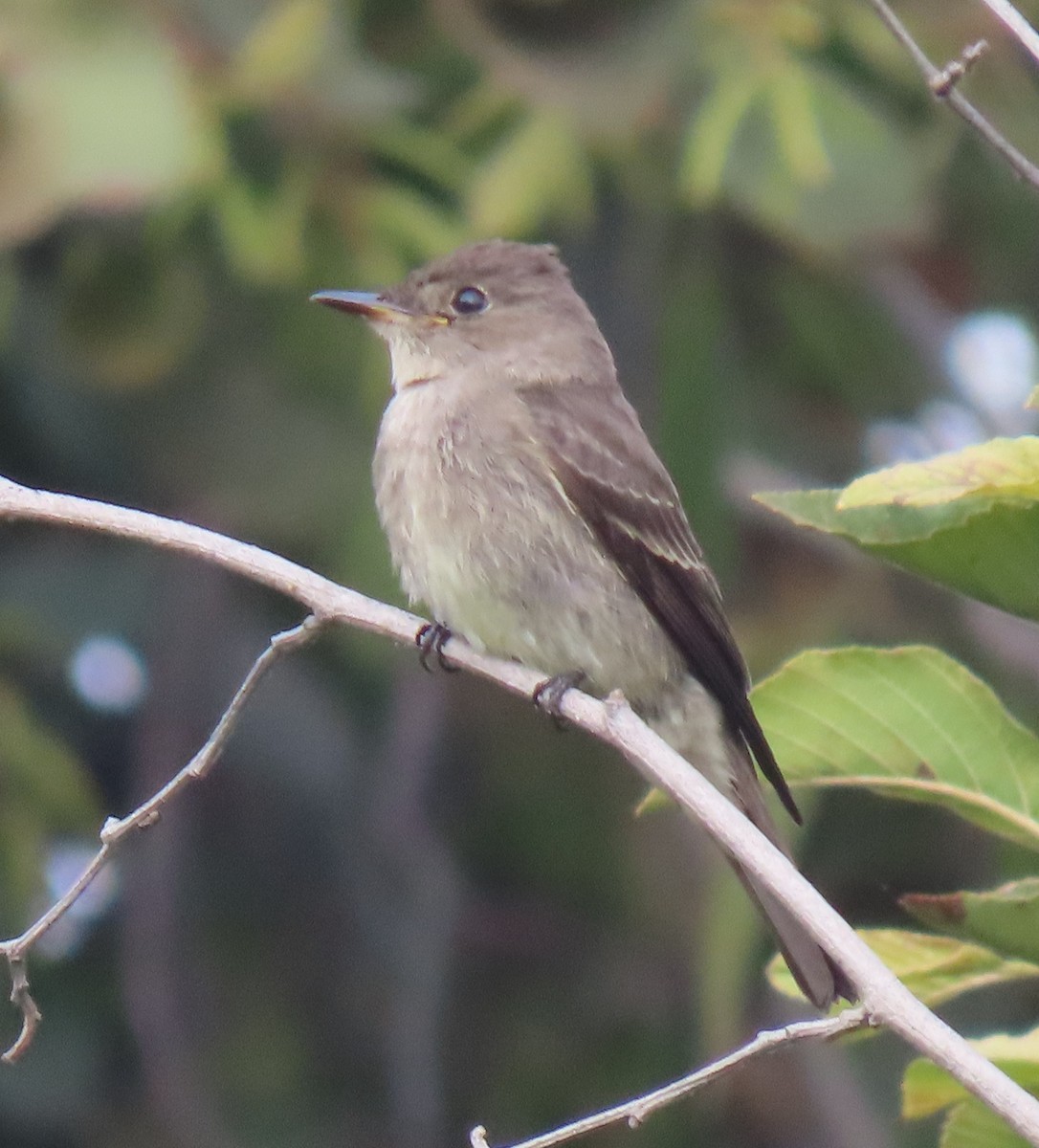 Western Wood-Pewee - ML644907554