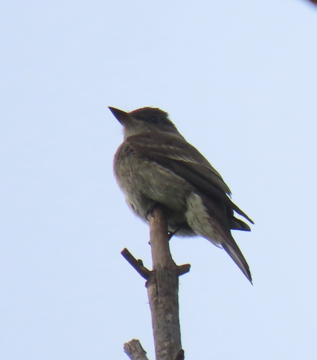 Western Wood-Pewee - ML644907555