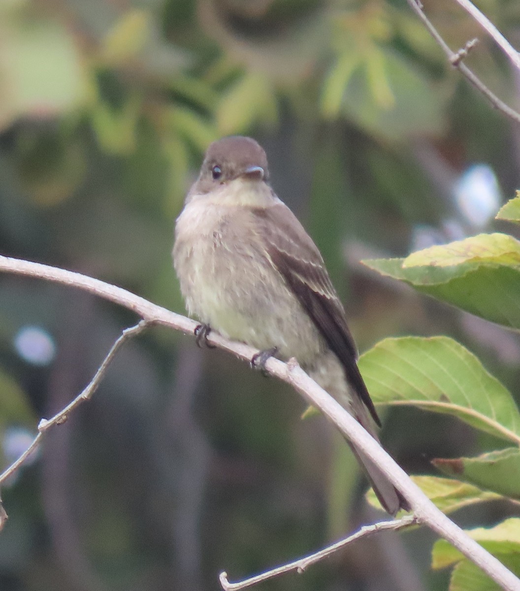 Western Wood-Pewee - ML644907556